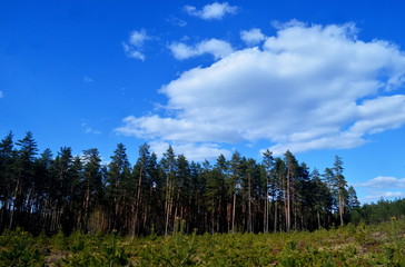 Pine forest on a sunny spring day