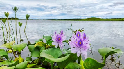 summer landscape with lake