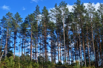 Obraz premium Pine forest on a sunny spring day