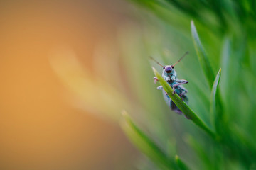 Phyllobius argentatus / silver-green leaf weevil looking at the camera.