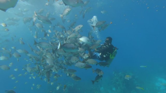 Man swimming with school of fish in marine sinkhole, person scuba diving with aquatic animals in blue sea - Great Blue Hole, Belize