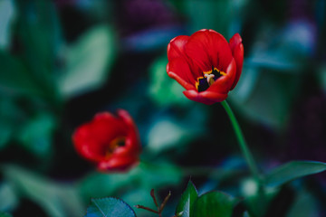 flowers in the home garden, tulips on a green background, spring time