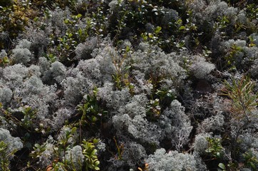 Gray Lichen Cladonia rangiferina or Reindeer grey lichen. Beautiful  forest moss background