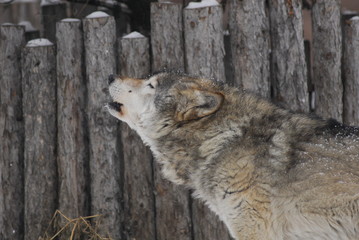 A Howling Wolf a wooden fence