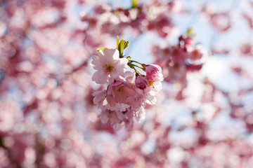 Spring cherry blossoms under blue sky
