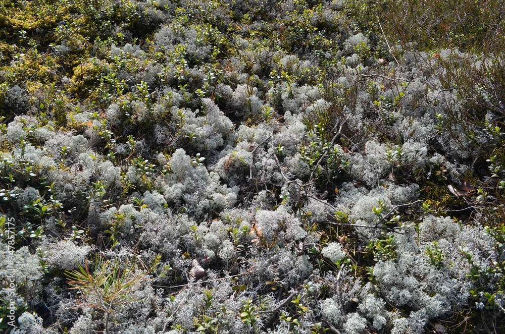 Wall mural Gray Lichen Cladonia rangiferina or Reindeer grey lichen. Beautiful  forest moss background