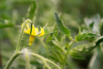 Field with grass, violet flowers and red poppie