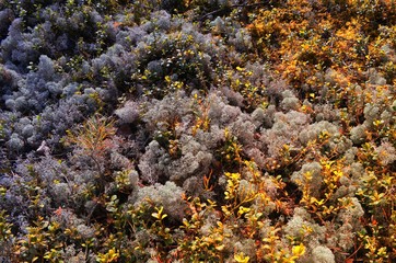 Naklejka na ściany i meble Gray Lichen Cladonia rangiferina or Reindeer grey lichen on yellow sunlight. Beautiful forest moss background