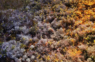 Gray Lichen Cladonia rangiferina or Reindeer grey lichen on yellow sunlight. Beautiful  forest moss background