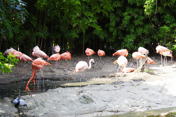 Flamingos in the zoo