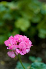 Fototapeta premium flowers in the home garden, geranium on a green background, spring time