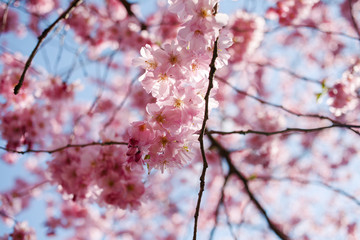 Spring cherry blossoms under blue sky