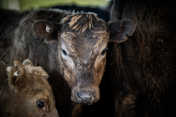 Beef cows and calfs grazing on grass in south west victoria, Australia. eating hay and silage....