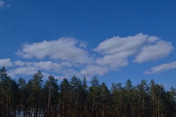 Pine forest on a sunny spring day
