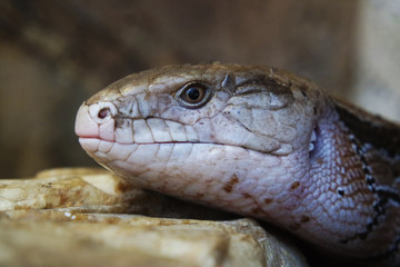 A lizard lying on the ground
