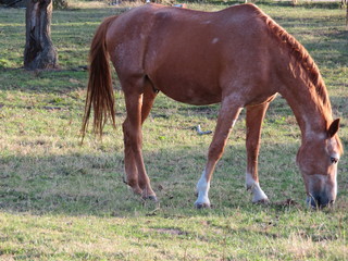 Beautiful photo of horses eating grass in the field