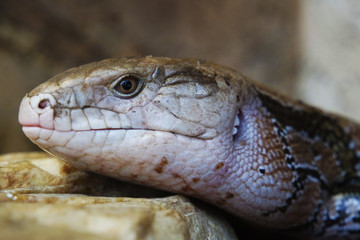 A lizard lying on the ground