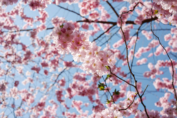 Spring cherry blossoms under blue sky