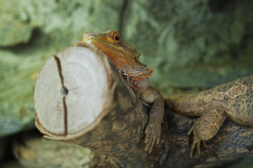 Close up of a lizard's face