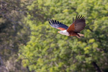FishEagle in flight