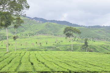 Fototapeta na wymiar tea gardens in Indonesia