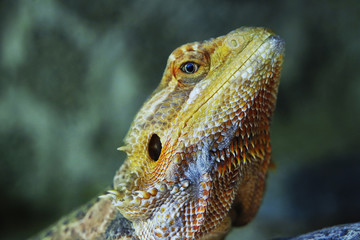 Close up of a lizard's face