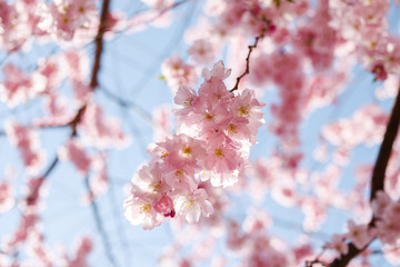 Spring cherry blossoms under blue sky