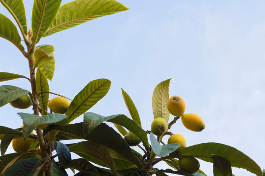 Loquats or japanese medlars are growing on tree with blue clear sky