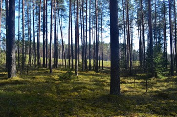 Obraz premium Pine forest on a sunny spring day