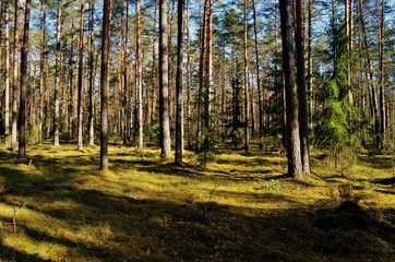 Fototapeta na wymiar Pine forest on a sunny spring day