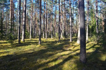 Pine forest on a sunny spring day