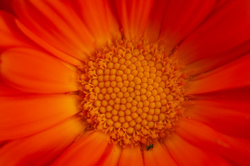 close up of orange gerbera