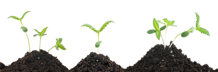 Sprouts of hemp cannabis marijuana growing from soil, white background.