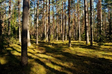 Pine forest on a sunny spring day