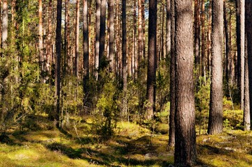 Obraz premium Sosnowy las w słoneczny wiosenny dzień