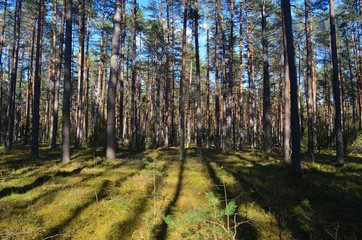 Pine forest on a sunny spring day