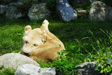 Naklejka na ściany i meble Lioness cleaning herself