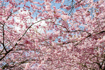 Spring cherry blossoms under blue sky