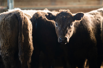 Beef cows and calfs grazing on grass in south west victoria, Australia. eating hay and silage....
