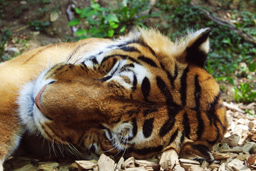 Close up of a tiger's face