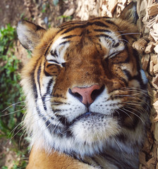 Close up of a tiger's face