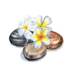 Fototapeta na wymiar Watercolor composition of frangipani stones and flowers on a white background. Stone therapy and stone massage. Relaxing treatment.