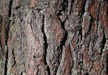 Natural background of pine tree bark. the bark of old pine tree texture, background