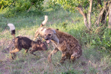 Hyena and wild dogs fight