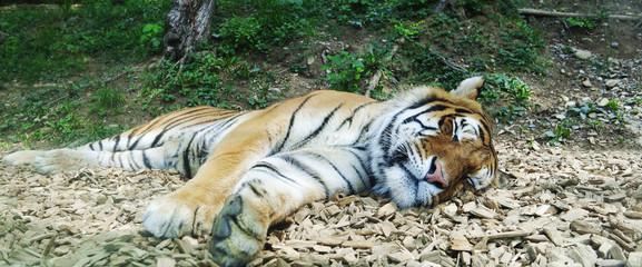 Tiger in the zoo © micky22