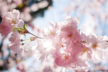 Spring cherry blossoms under blue sky