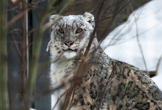 Snow Leopard Irbis (Panthera uncia) leopard looking ahead in zoo