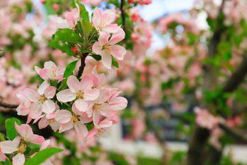 Beautiful blossoming tree outdoors, closeup