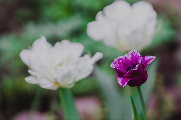 flowers in the home garden, tulip on a green background, spring time