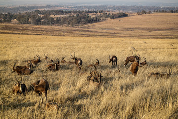 Naklejka premium herd of deer